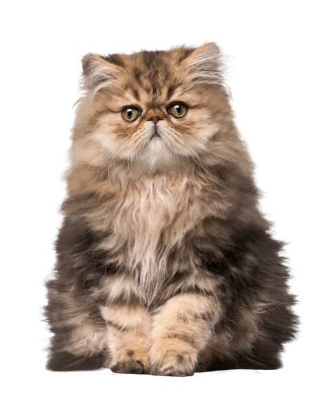 貓_貓咪_小貓_cat_PNG50530