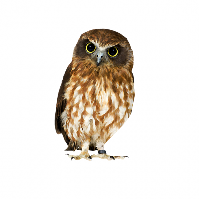 鳥_貓頭鷹_梟_鸮_owl_owl_PNG11