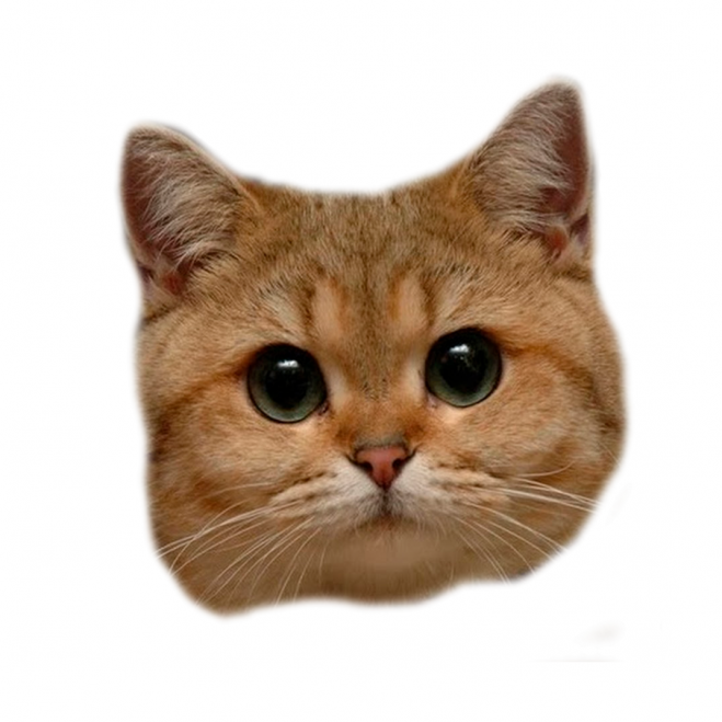 貓_貓咪_小貓_cat_PNG50525