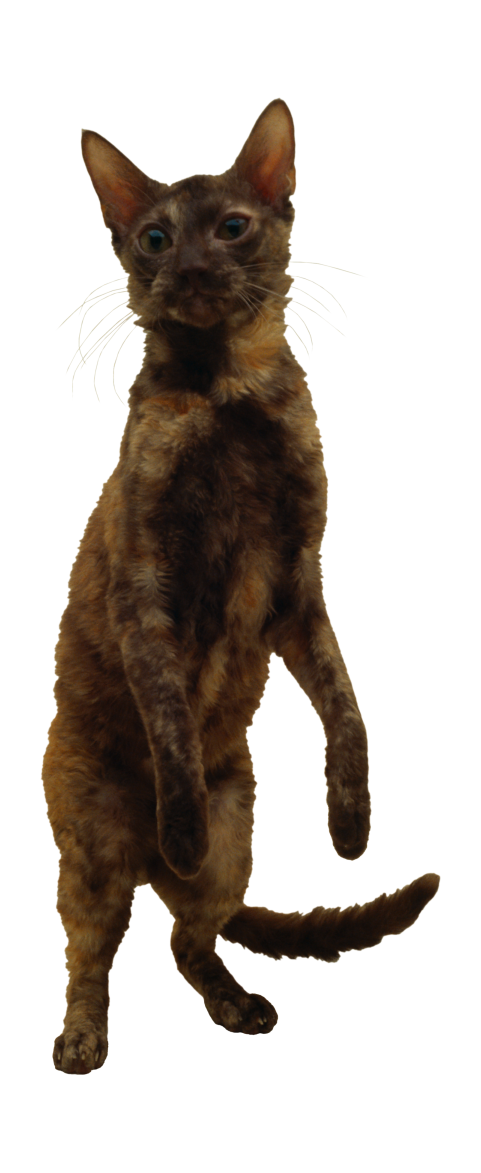 貓_貓咪_小貓_cat_PNG50466