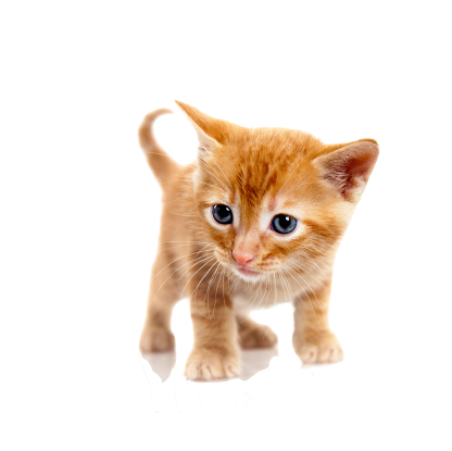 貓_貓咪_小貓_cat_PNG1631
