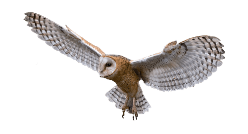 鳥_貓頭鷹_梟_鸮_owl_owl_PNG14