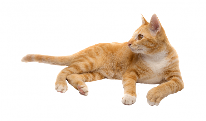 貓_貓咪_小貓_cat_PNG50504