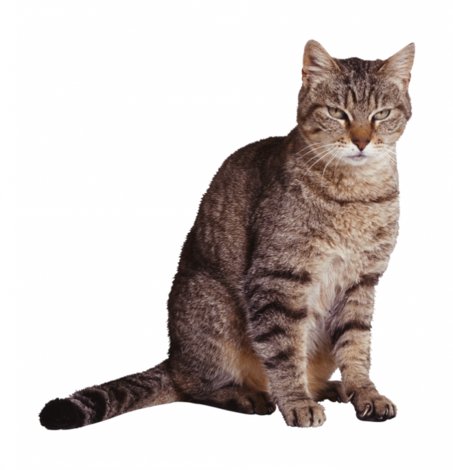 貓_貓咪_小貓_cat_PNG50482