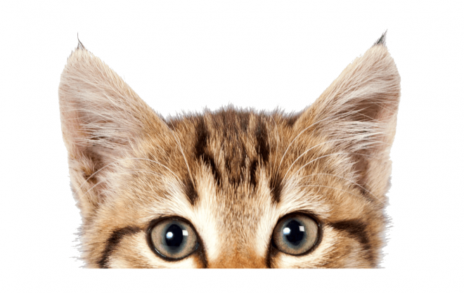 貓_貓咪_小貓_cat_PNG50485
