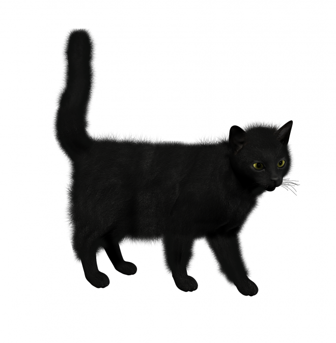 貓_貓咪_小貓_cat_PNG1617