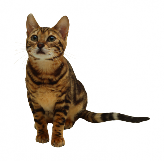 貓_貓咪_小貓_cat_PNG131