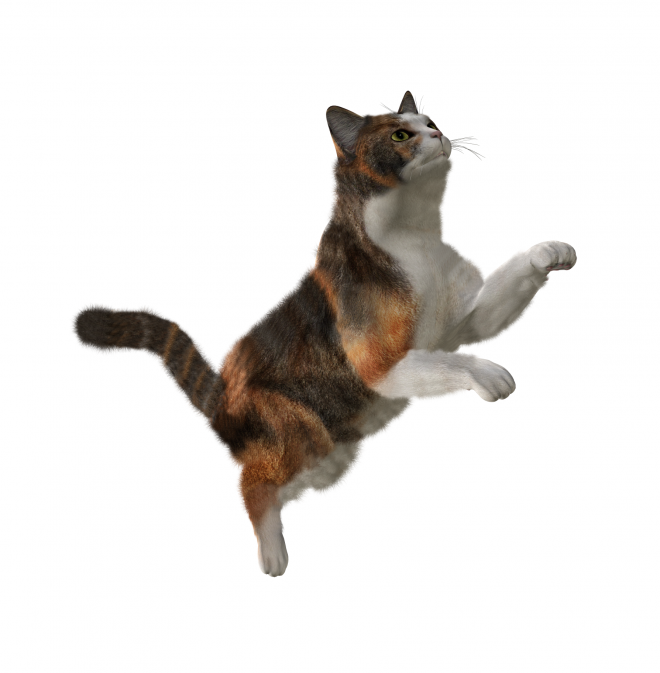 貓_貓咪_小貓_cat_PNG103