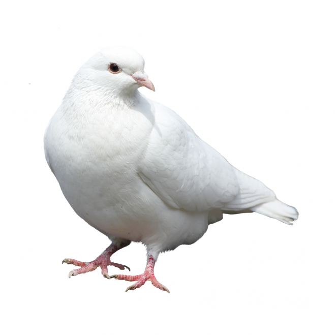 白鴿_和平鴿_鴿子_鳥類_鵓鴿_white_dove