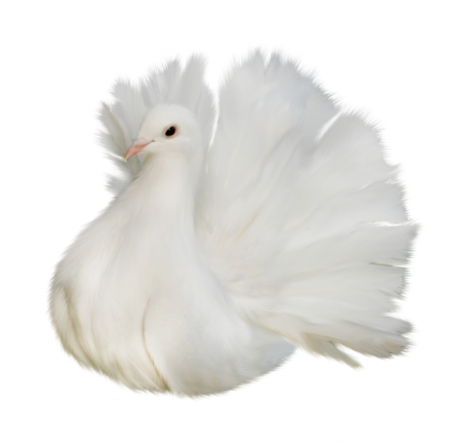 白鴿_和平鴿_鴿子_鳥(niǎo)類_鵓鴿_white_dove
