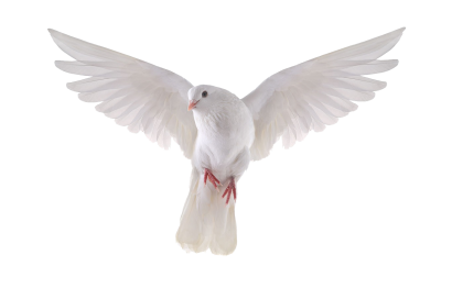 白鴿_和平鴿_鴿子_鳥類_鵓鴿_white_dove