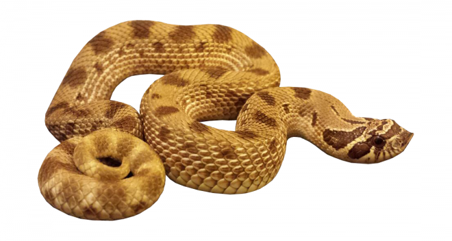 蟒蛇_(dá)anaconda_大蛇_(dá)anaconda