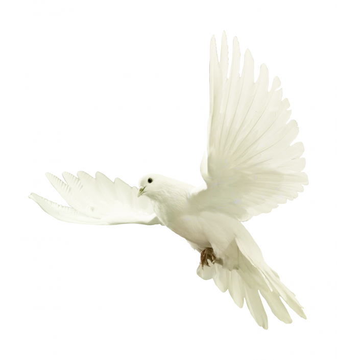 白鴿_和平鴿_鴿子_鳥(niǎo)類_鵓鴿_white_dove