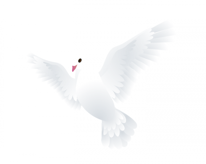 白鴿_和平鴿_鴿子_鳥(niǎo)類_鵓鴿_white_dove