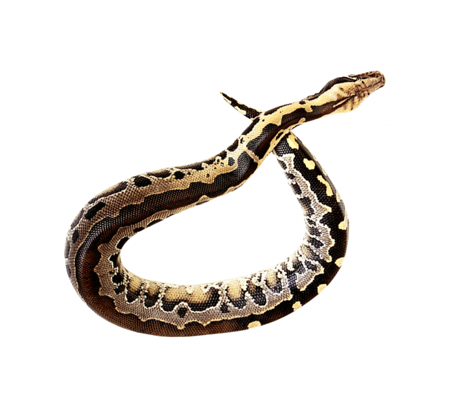 蟒蛇_(dá)anaconda_大蛇_(dá)anaconda