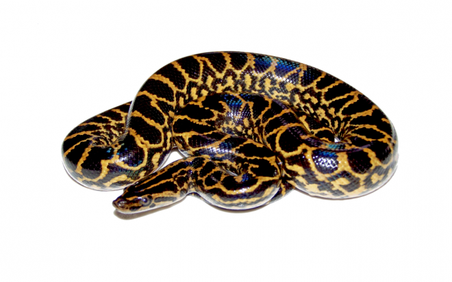 蟒蛇_(dá)anaconda_大蛇_(dá)anaconda