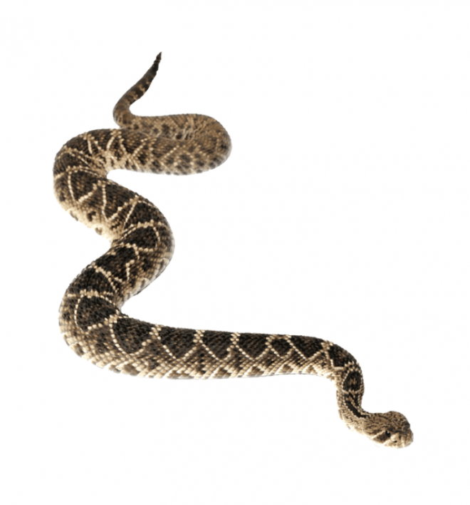 蟒蛇_(dá)anaconda_大蛇_(dá)anaconda