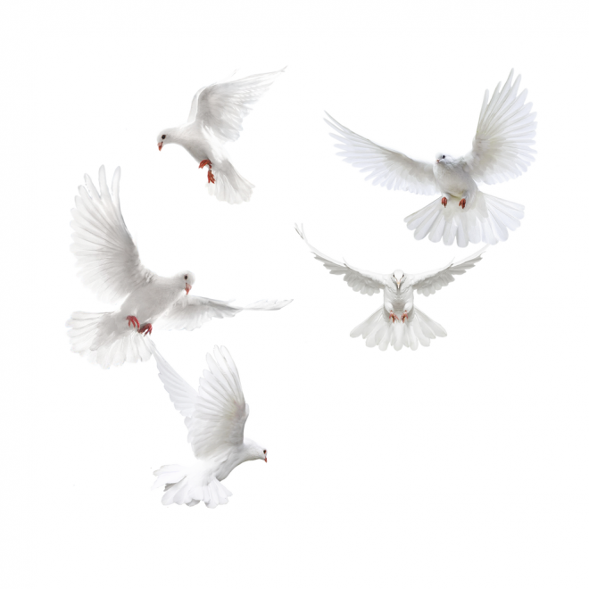 白鴿_和平鴿_鴿子_鳥類_鵓鴿_white_dove