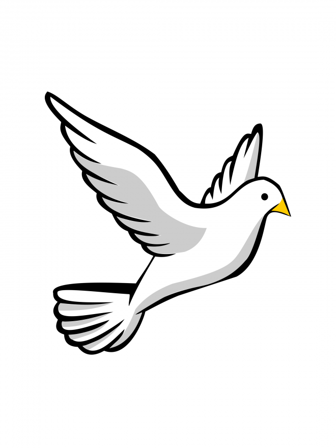 白鴿_和平鴿_鴿子_鳥類_鵓鴿_white_dove