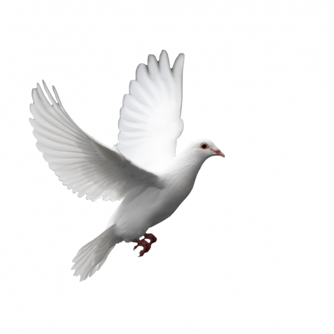 白鴿_和平鴿_鴿子_鳥類_鵓鴿_white_dove