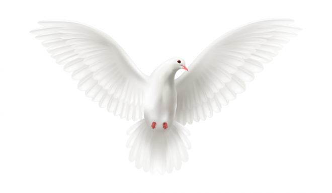 白鴿_和平鴿_鴿子_鳥類_鵓鴿_white_dove