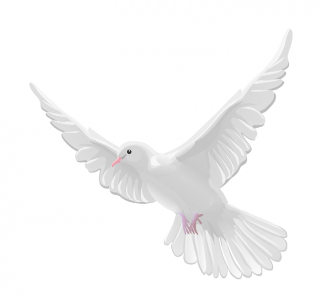 白鴿_和平鴿_鴿子_鳥類_鵓鴿_white_dove