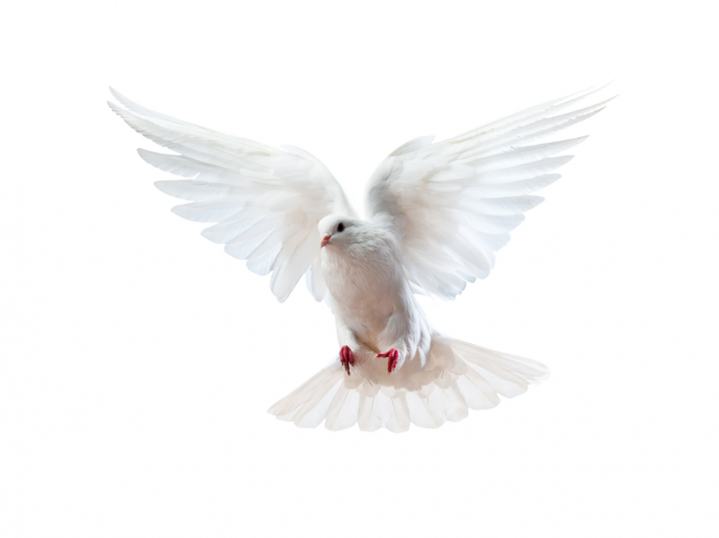 白鴿_和平鴿_鴿子_鳥類_鵓鴿_white_dove