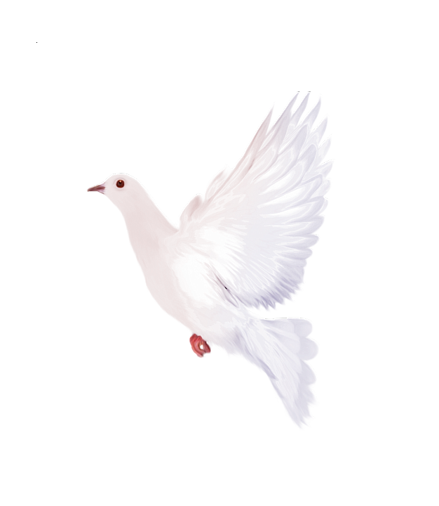 白鴿_和平鴿_鴿子_鳥類_鵓鴿_white_dove