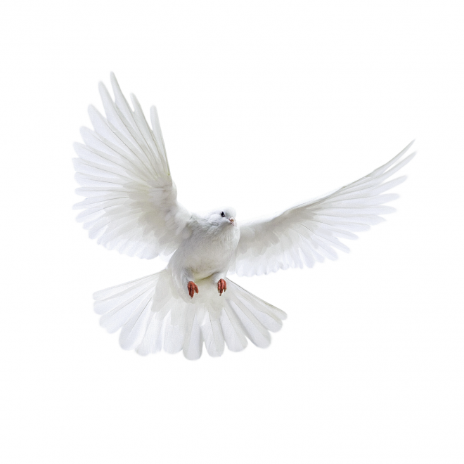 白鴿_和平鴿_鴿子_鳥類_鵓鴿_white_dove