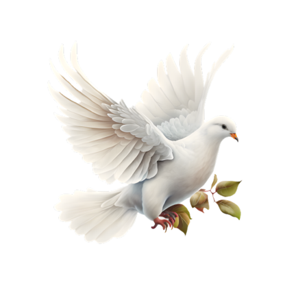 白鴿_和平鴿_鴿子_鳥類_鵓鴿_white_dove