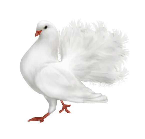白鴿_和平鴿_鴿子_鳥類_鵓鴿_white_dove