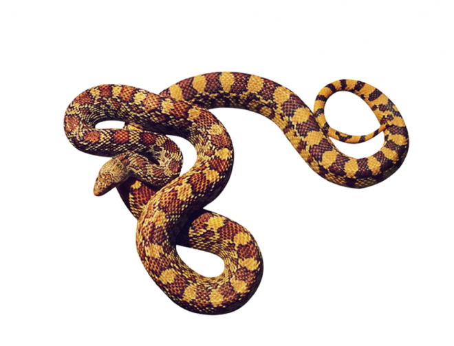蟒蛇_(dá)anaconda_大蛇_(dá)anaconda