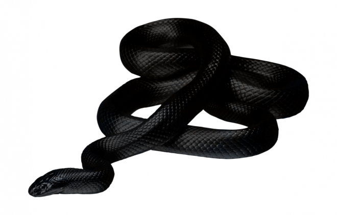 蟒蛇_(dá)anaconda_大蛇_(dá)anaconda