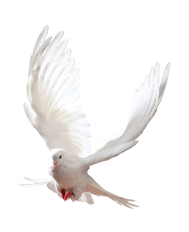 白鴿_和平鴿_鴿子_鳥(niǎo)類_鵓鴿_white_dove