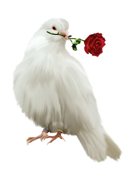 白鴿_和平鴿_鴿子_鳥(niǎo)類_鵓鴿_white_dove