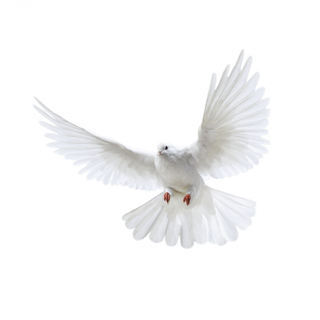 白鴿_和平鴿_鴿子_鳥(niǎo)類_鵓鴿_white_dove