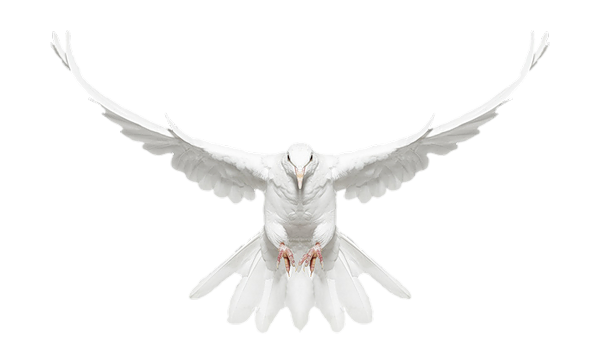 白鴿_和平鴿_鴿子_鳥類_鵓鴿_white_dove