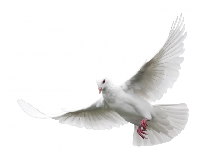 白鴿_和平鴿_鴿子_鳥類_鵓鴿_white_dove