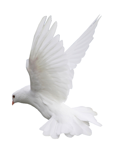 白鴿_和平鴿_鴿子_鳥類_鵓鴿_white_dove