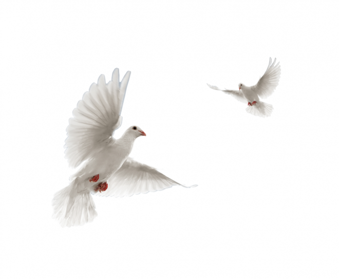 白鴿_和平鴿_鴿子_鳥類_鵓鴿_white_dove