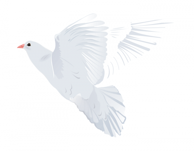 白鴿_和平鴿_鴿子_鳥類_鵓鴿_white_dove