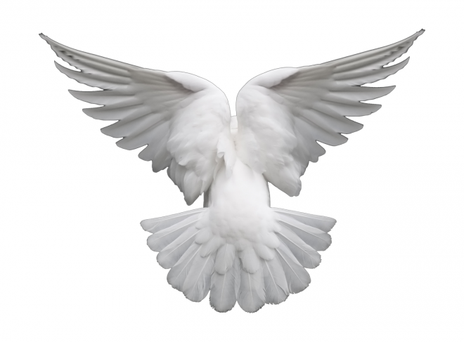 白鴿_和平鴿_鴿子_鳥(niǎo)類_鵓鴿_white_dove