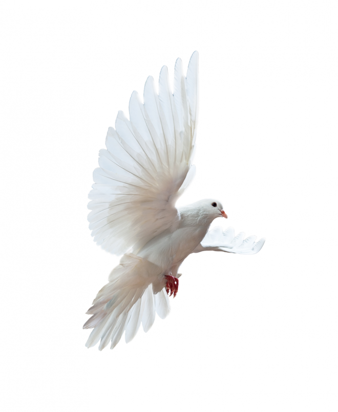 白鴿_和平鴿_鴿子_鳥類_鵓鴿_white_dove