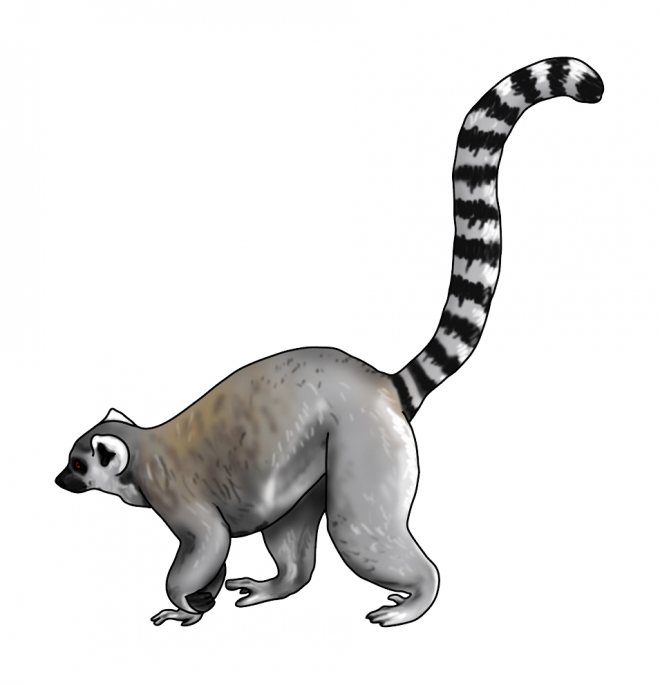 狐猴_猴子_lemur_lemur