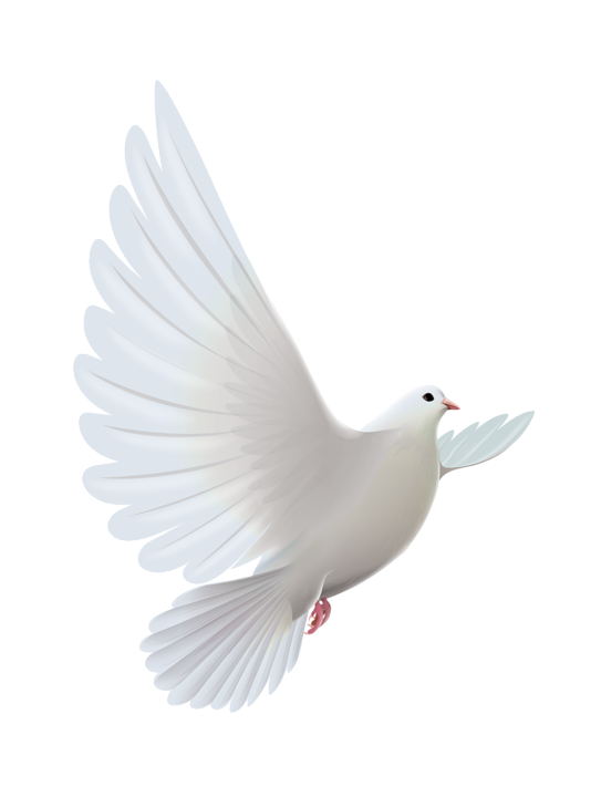 白鴿_和平鴿_鴿子_鳥類_鵓鴿_white_dove