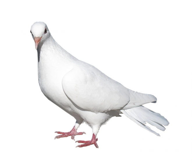 白鴿_和平鴿_鴿子_鳥類_鵓鴿_white_dove