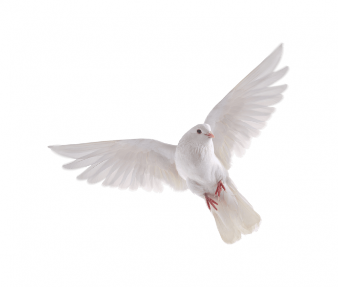 白鴿_和平鴿_鴿子_鳥(niǎo)類_鵓鴿_white_dove