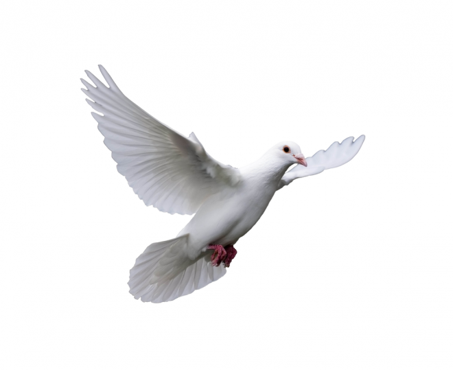 白鴿_和平鴿_鴿子_鳥類_鵓鴿_white_dove