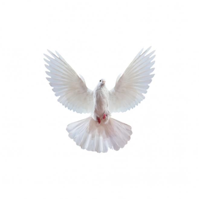白鴿_和平鴿_鴿子_鳥類_鵓鴿_white_dove