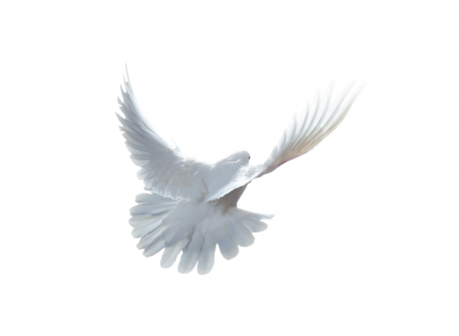 白鴿_和平鴿_鴿子_鳥類_鵓鴿_white_dove